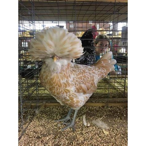 polish chicken hatchery|where to order polish chickens.